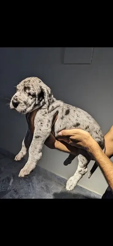 Great dane pups available for imports-Image 2