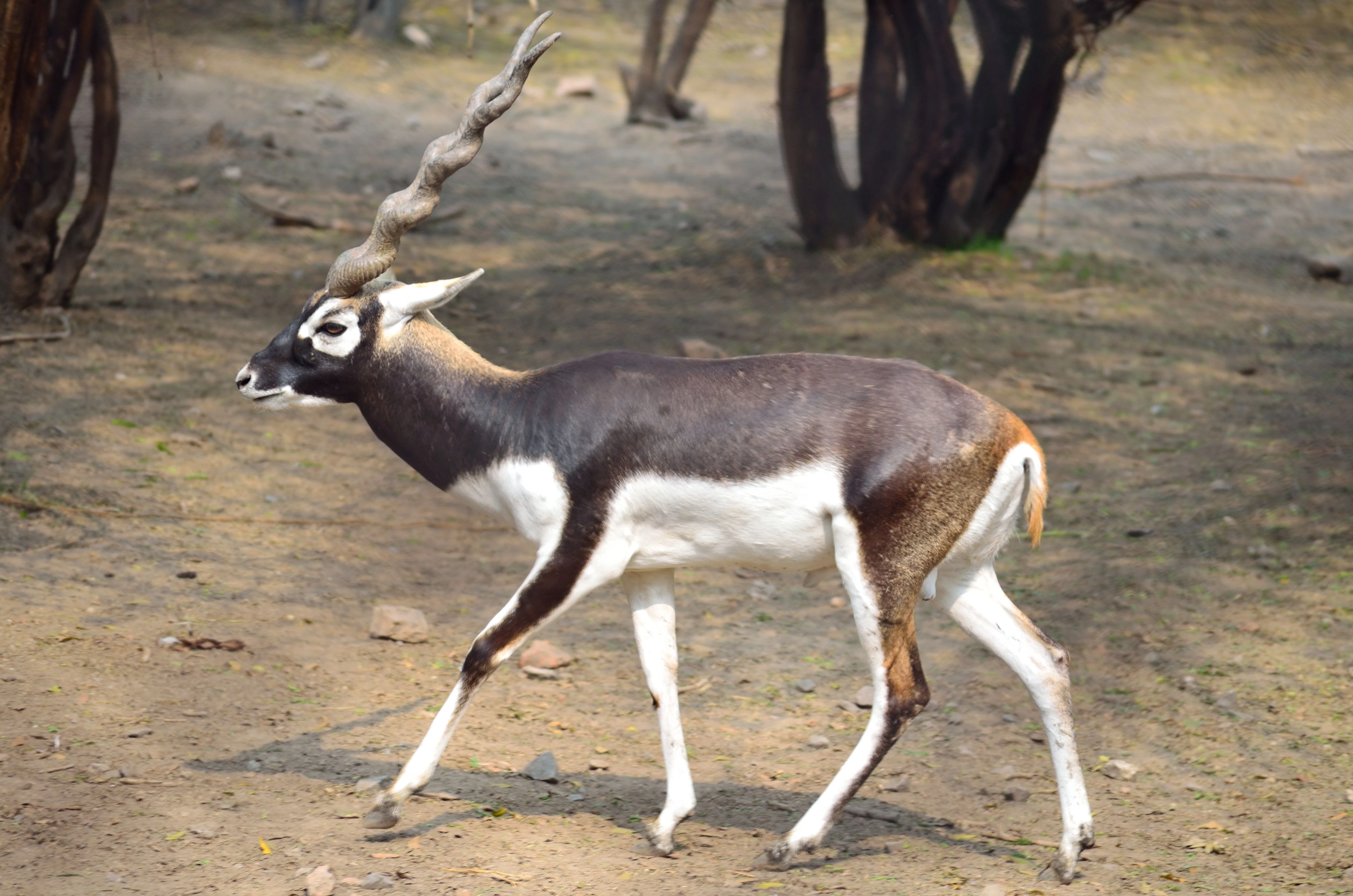 Black Buck Deer-Image 1