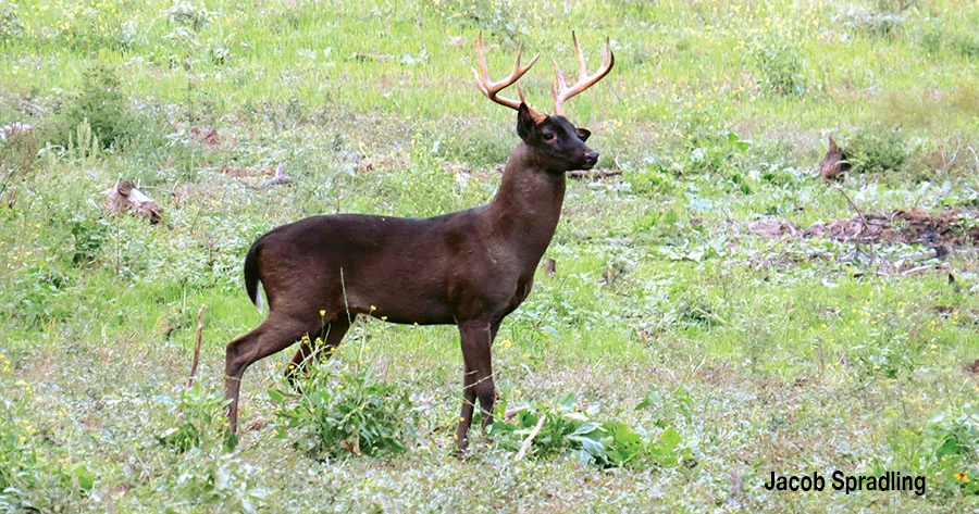 black buck deer-Image 1