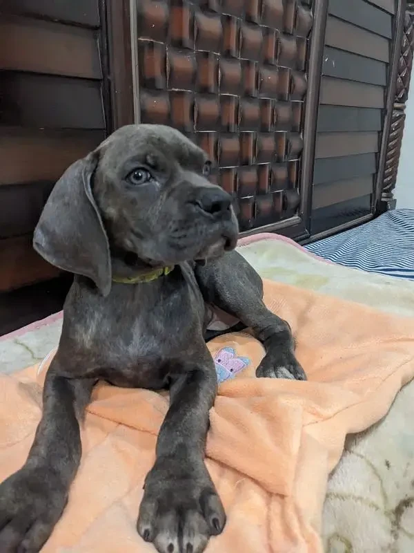 Cane corso male/ female puppies available for sale-Image 2