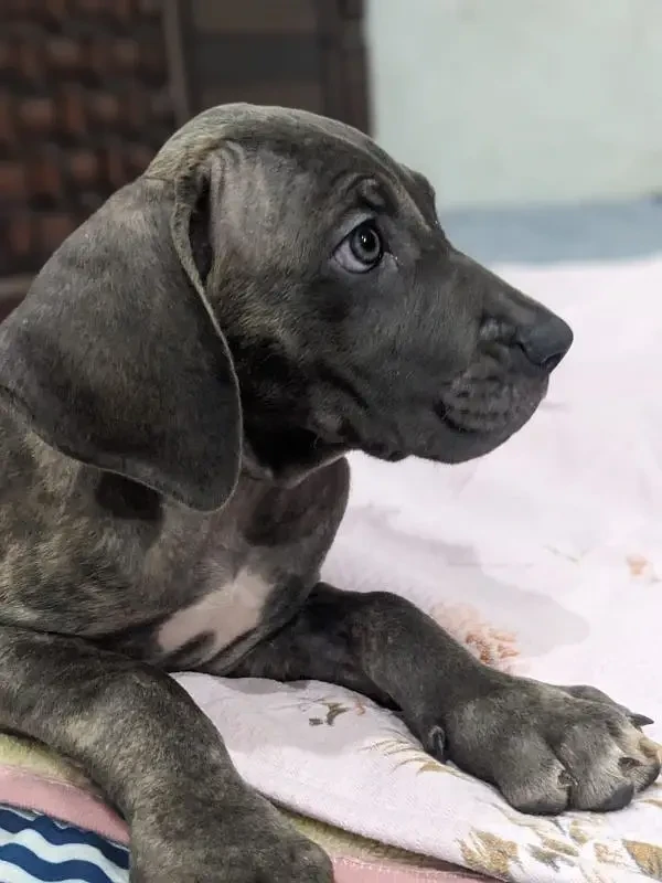 Cane corso male/ female puppies available for sale-Image 3