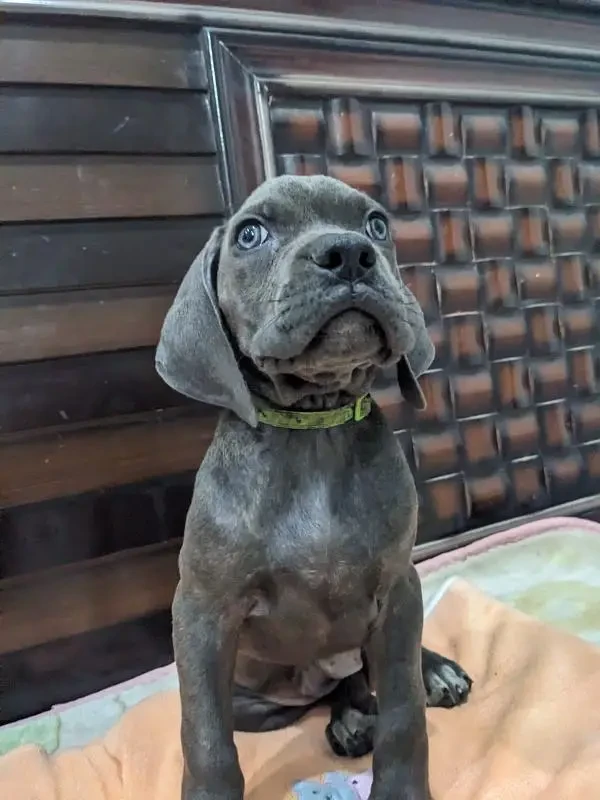 Cane corso male/ female puppies available for sale-Image 4