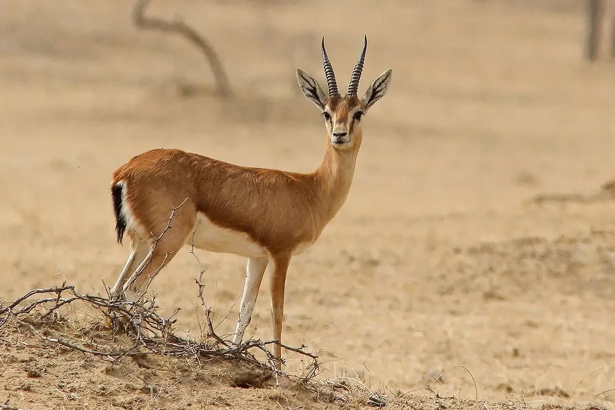 Chinkara Deer-Image 1