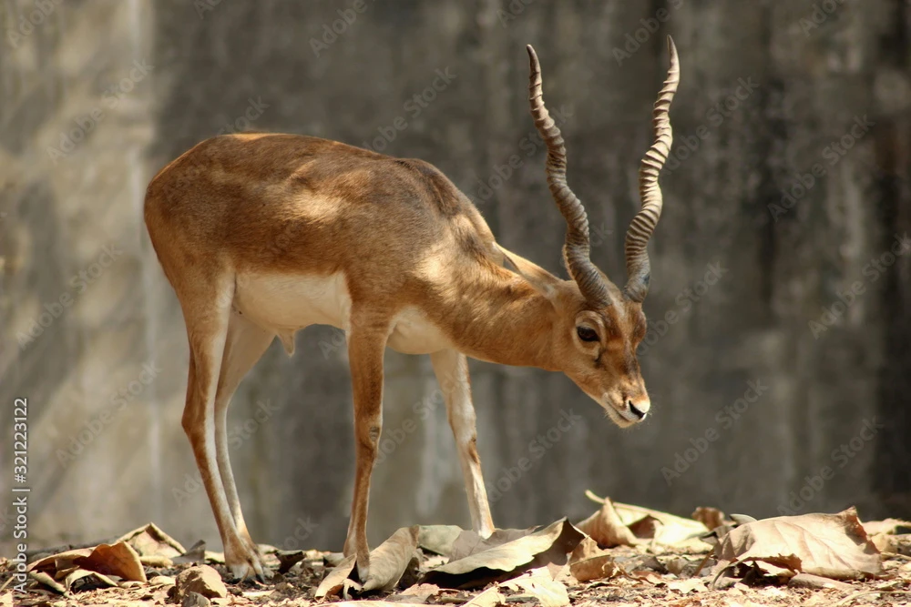 Chinkara Deer-Image 1