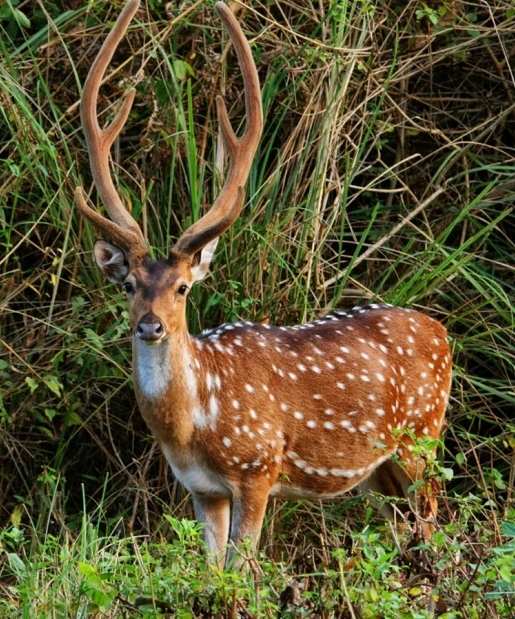 Chital Deer-Image 1