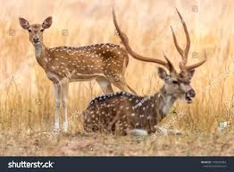 Chital Deer-Image 1