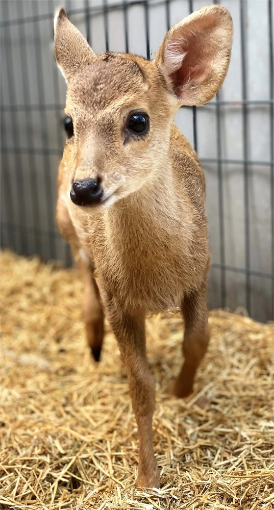 Hog Deer