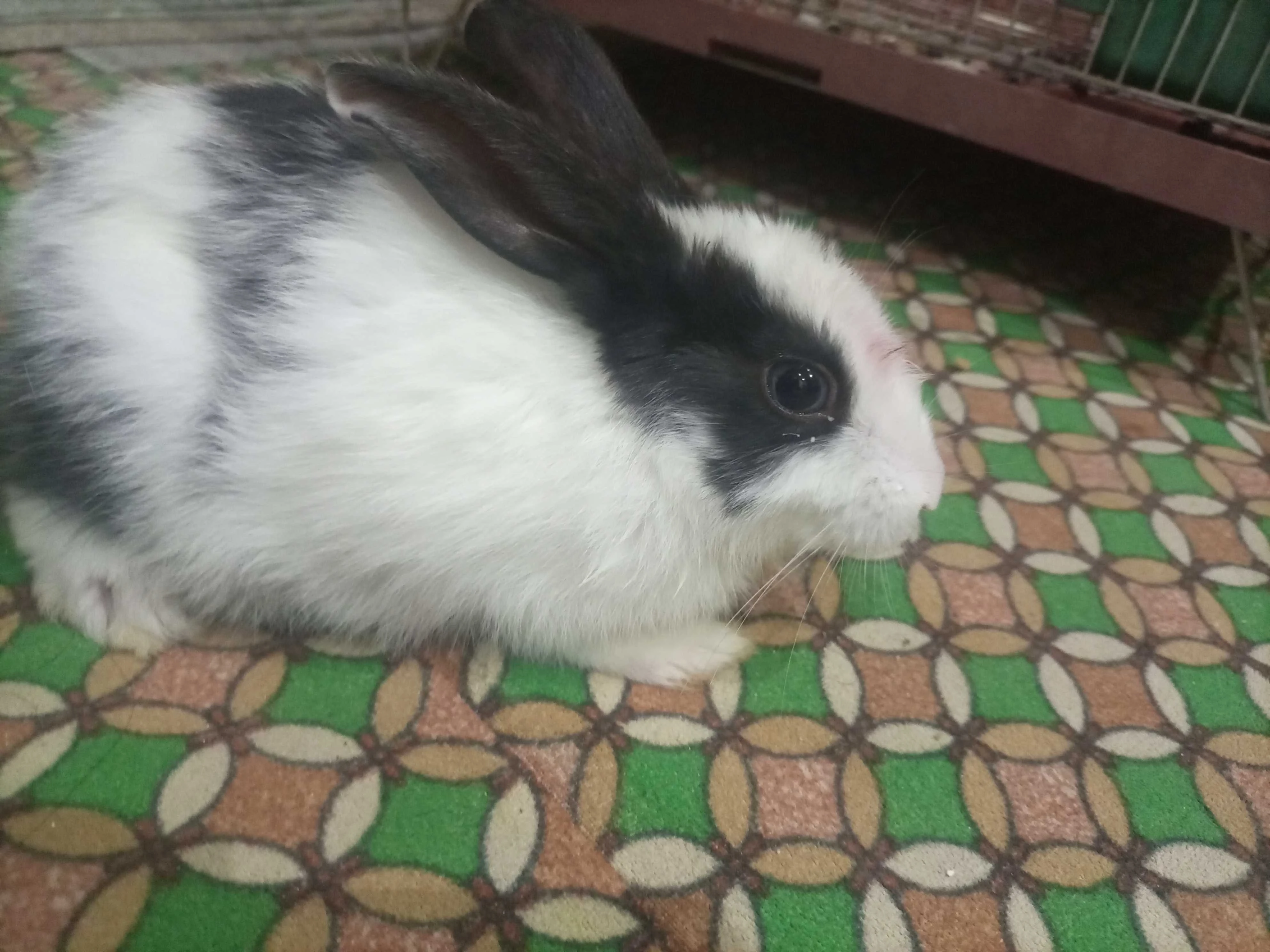 Black spotted white rabbit-Image 1