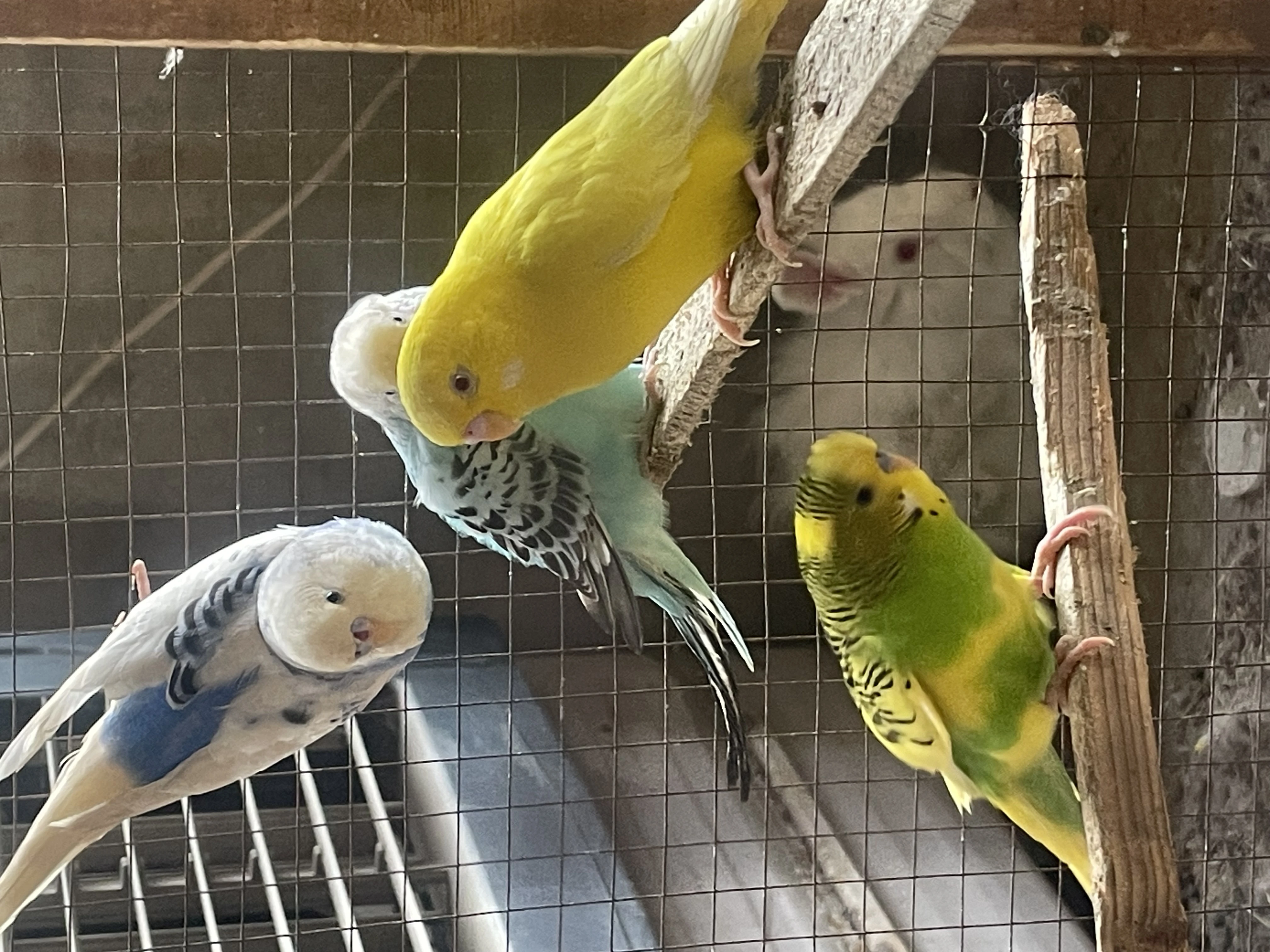 Australia budgie with baby budgies And Albino blue with eggs + yeallow-Image 2