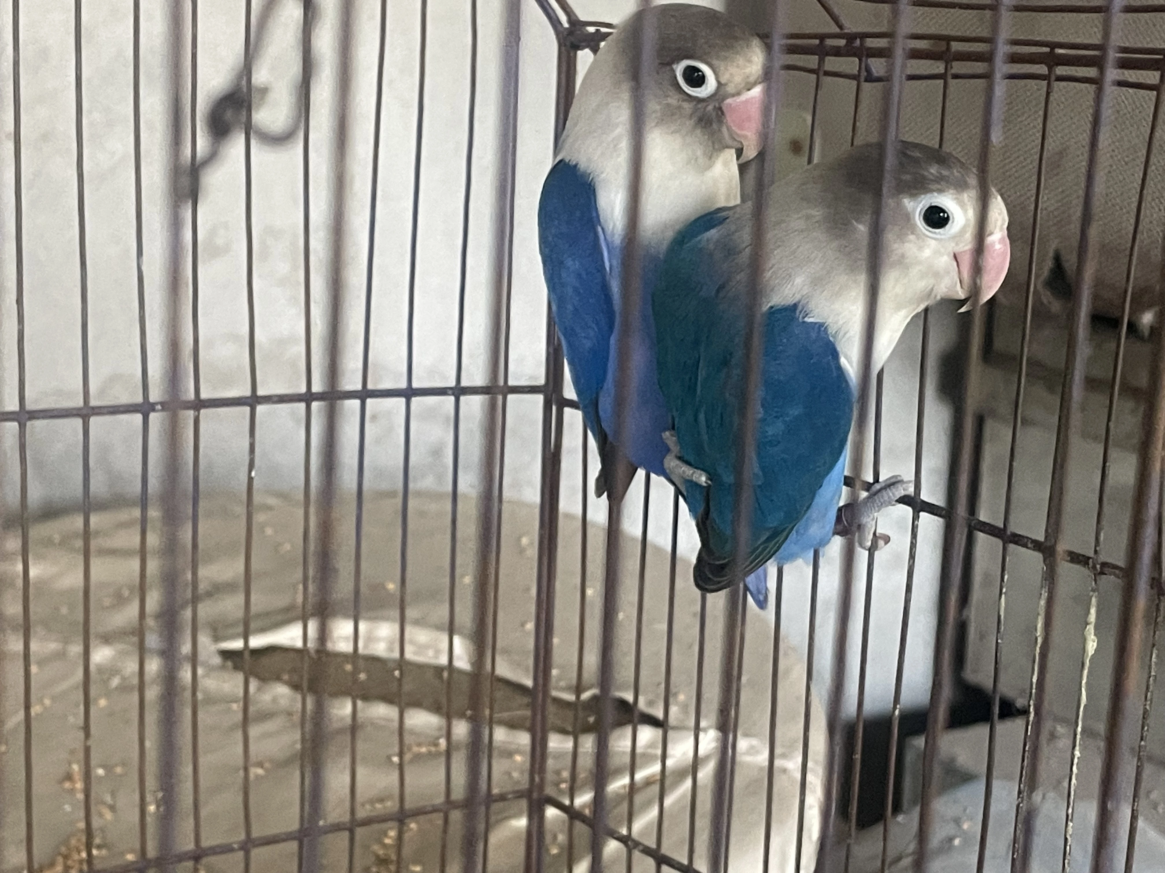 Australia budgie with baby budgies And Albino blue with eggs + yeallow-Image 3