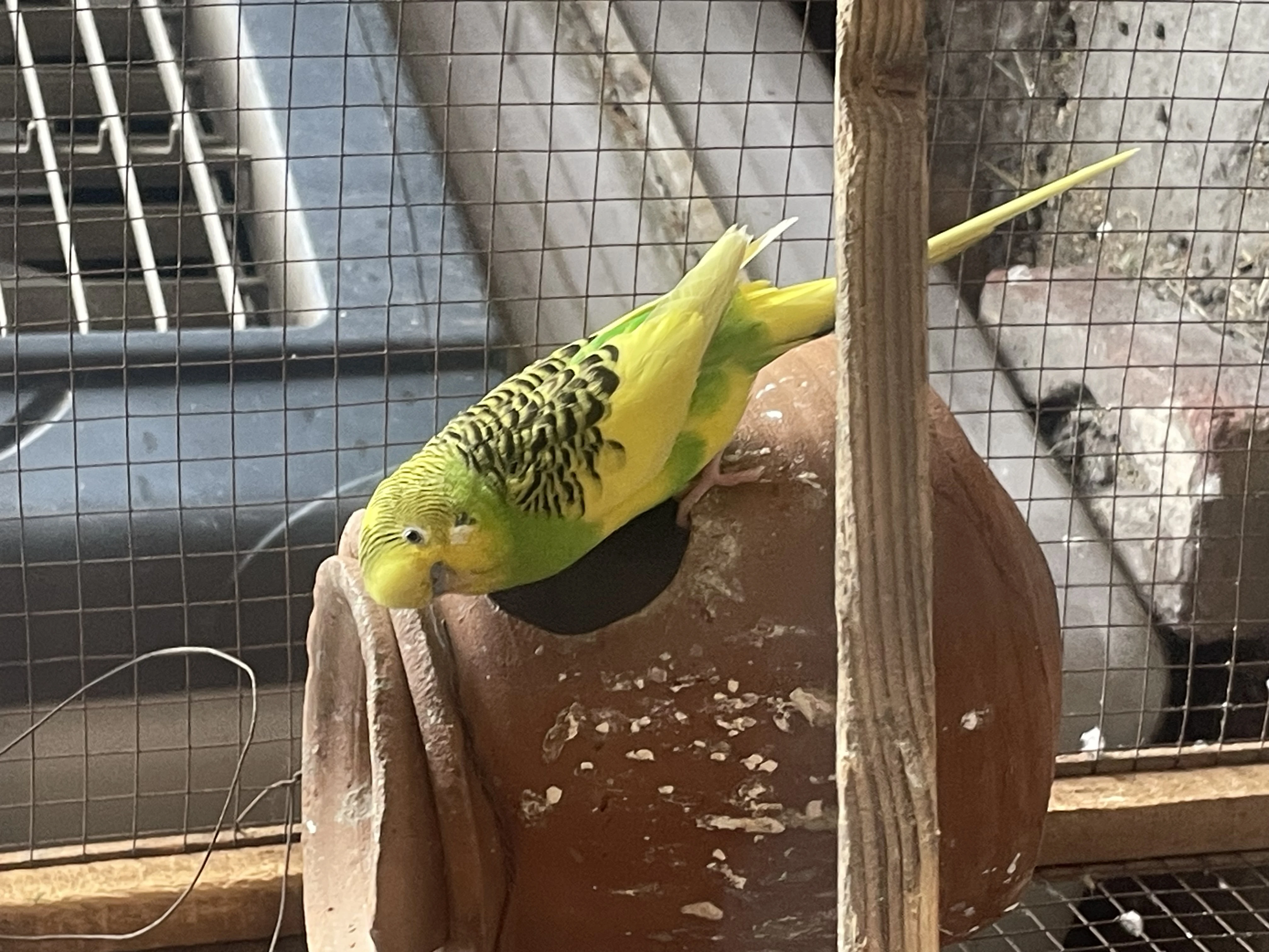 Australia budgie with baby budgies And Albino blue with eggs + yeallow-Image 4