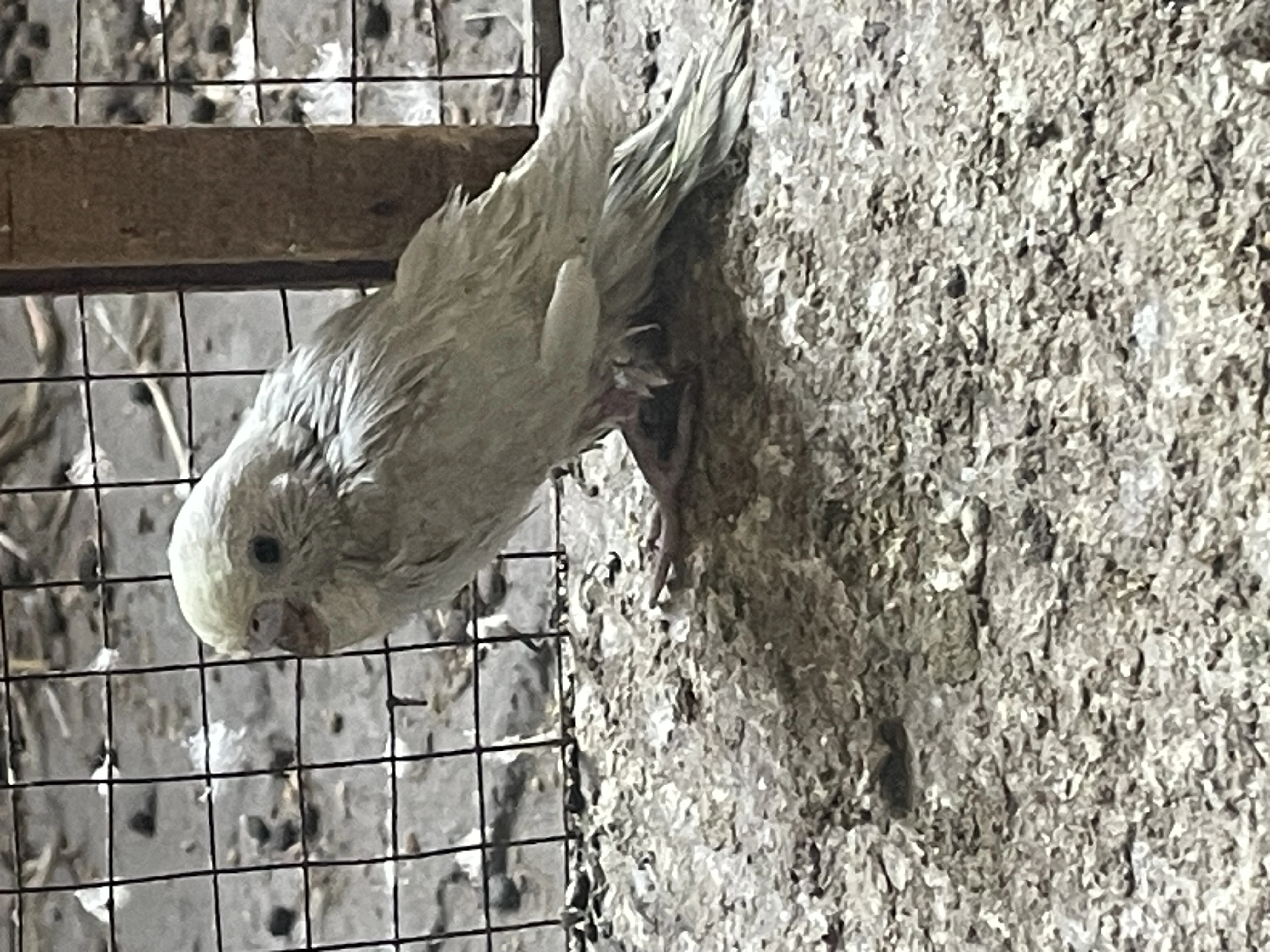 Australia budgie with baby budgies And Albino blue with eggs + yeallow-Image 5