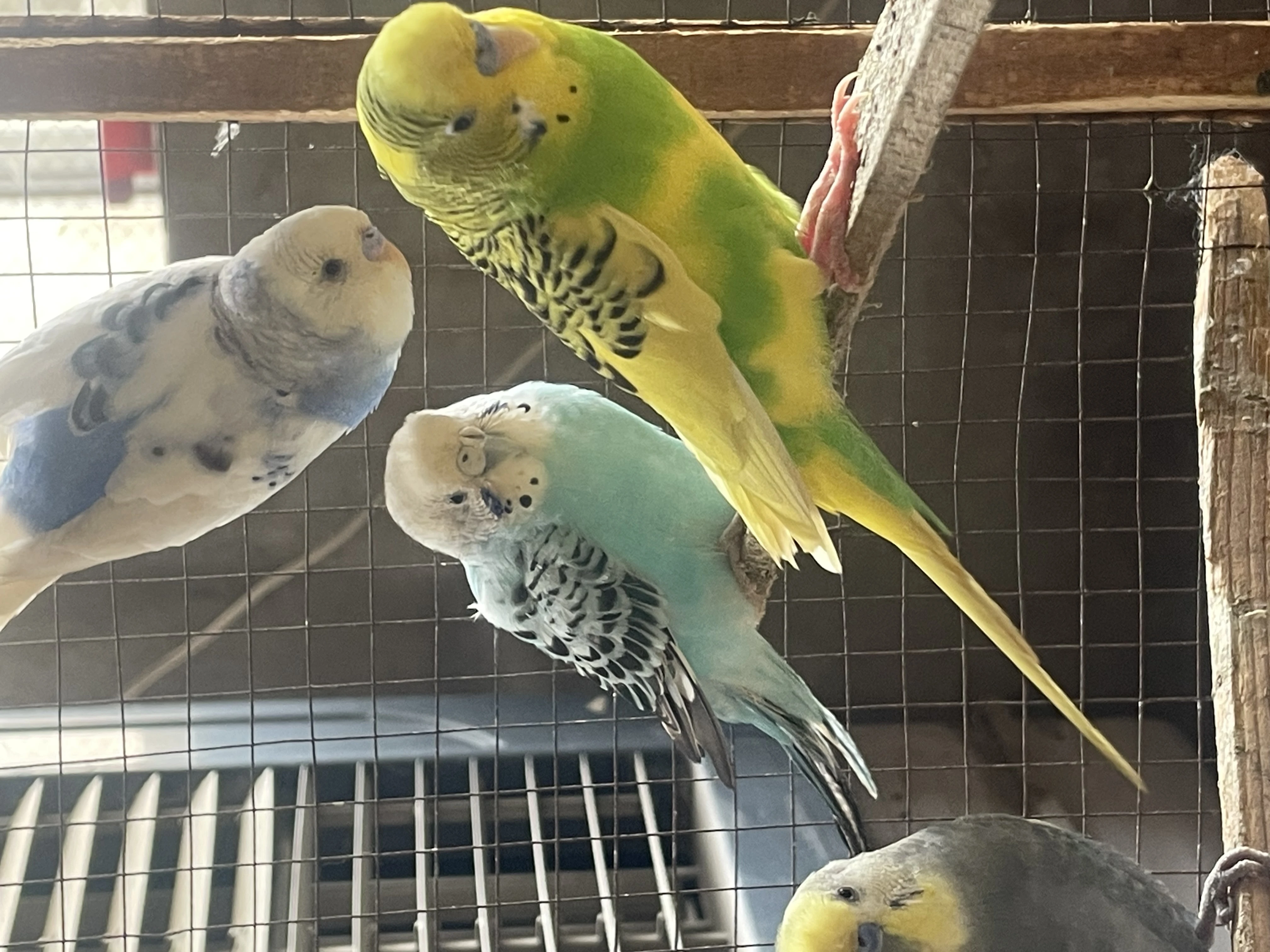 Australia budgie with baby budgies And Albino blue with eggs + yeallow-Image 6