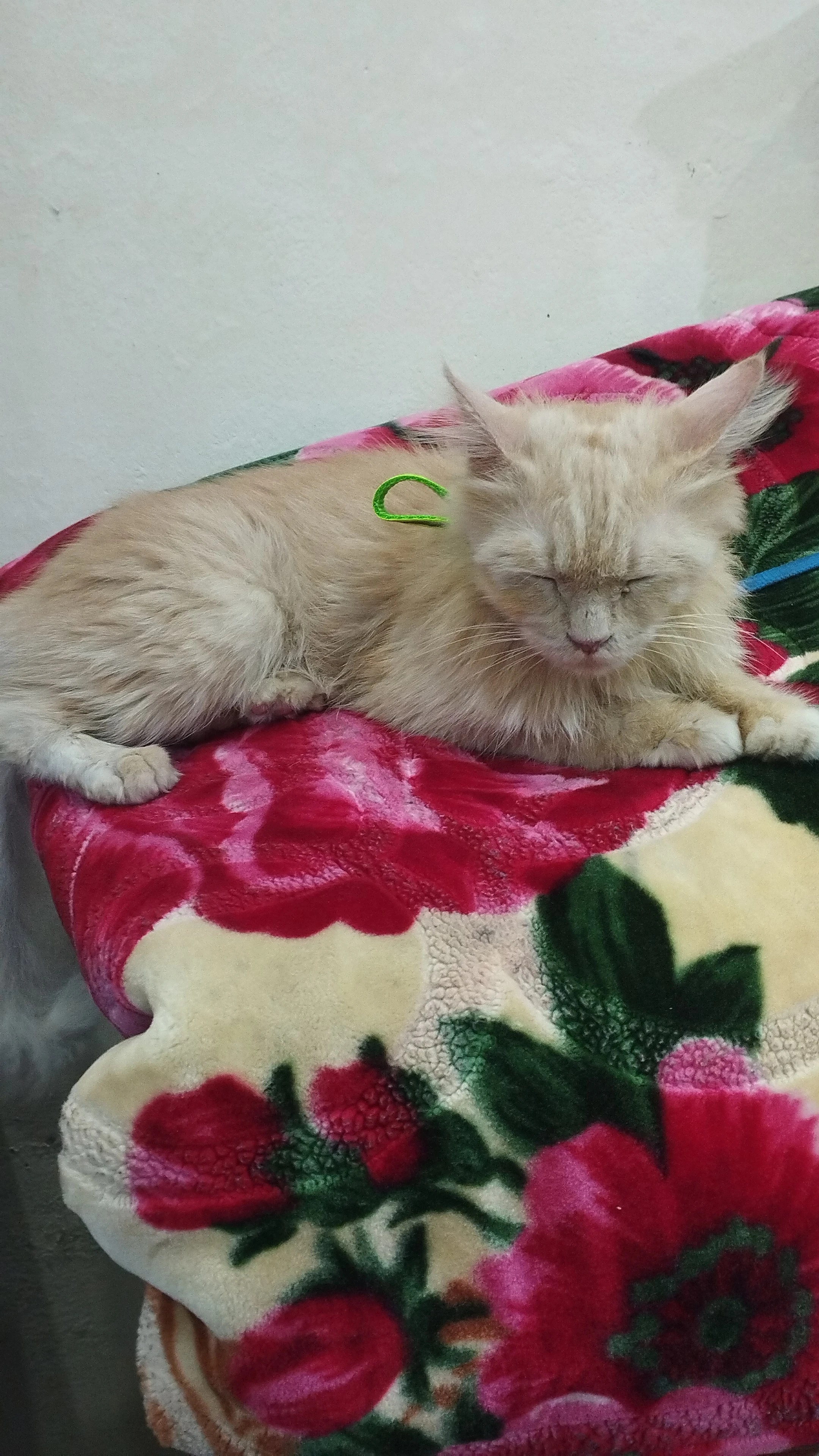 Persian female cat for sale-Image 1