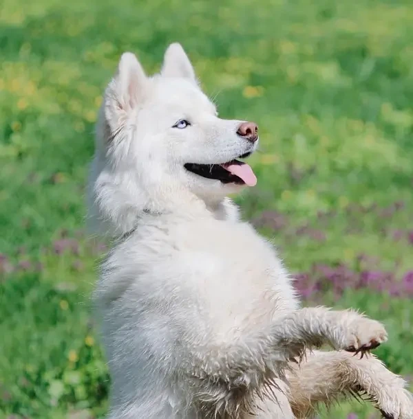 Siberian Husky Male puppy-Image 1