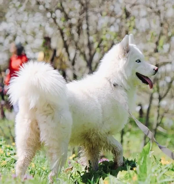 Siberian Husky Male puppy-Image 2