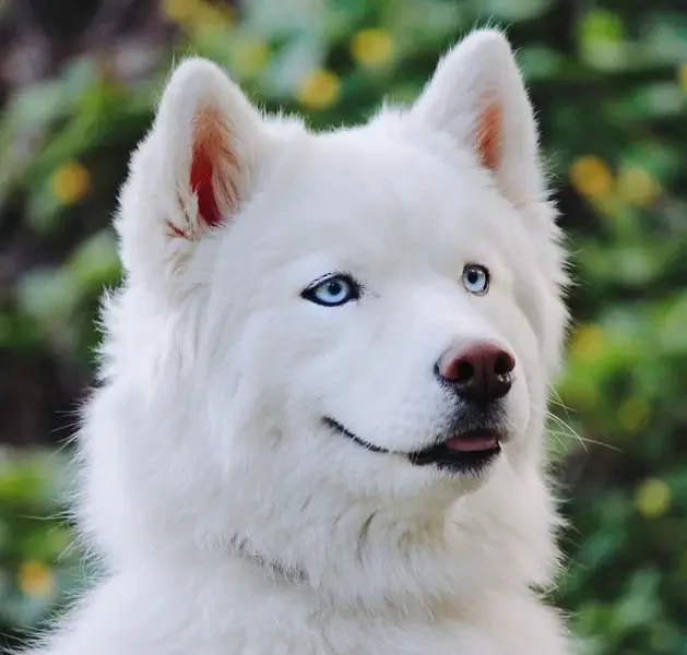 Siberian Husky Male puppy-Image 3