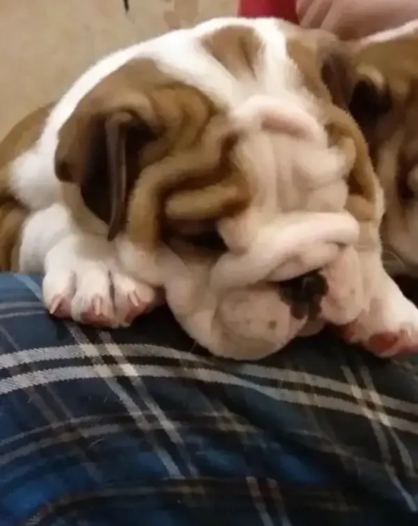 English bulldog imported pedigree puppy available for sale-Image 2