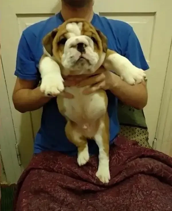 English bulldog imported pedigree puppy available for sale-Image 3