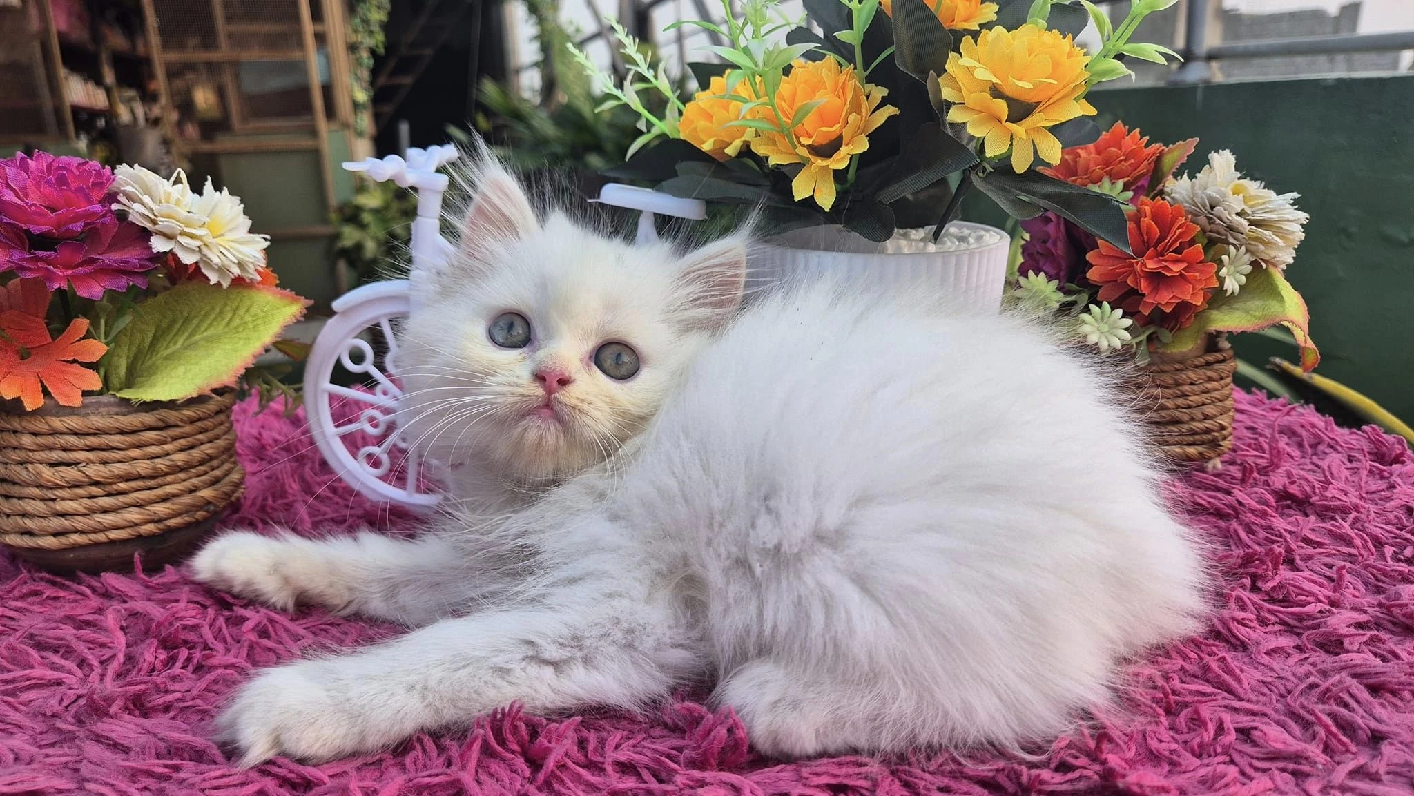 pure persian kitten with triple coat-Image 1