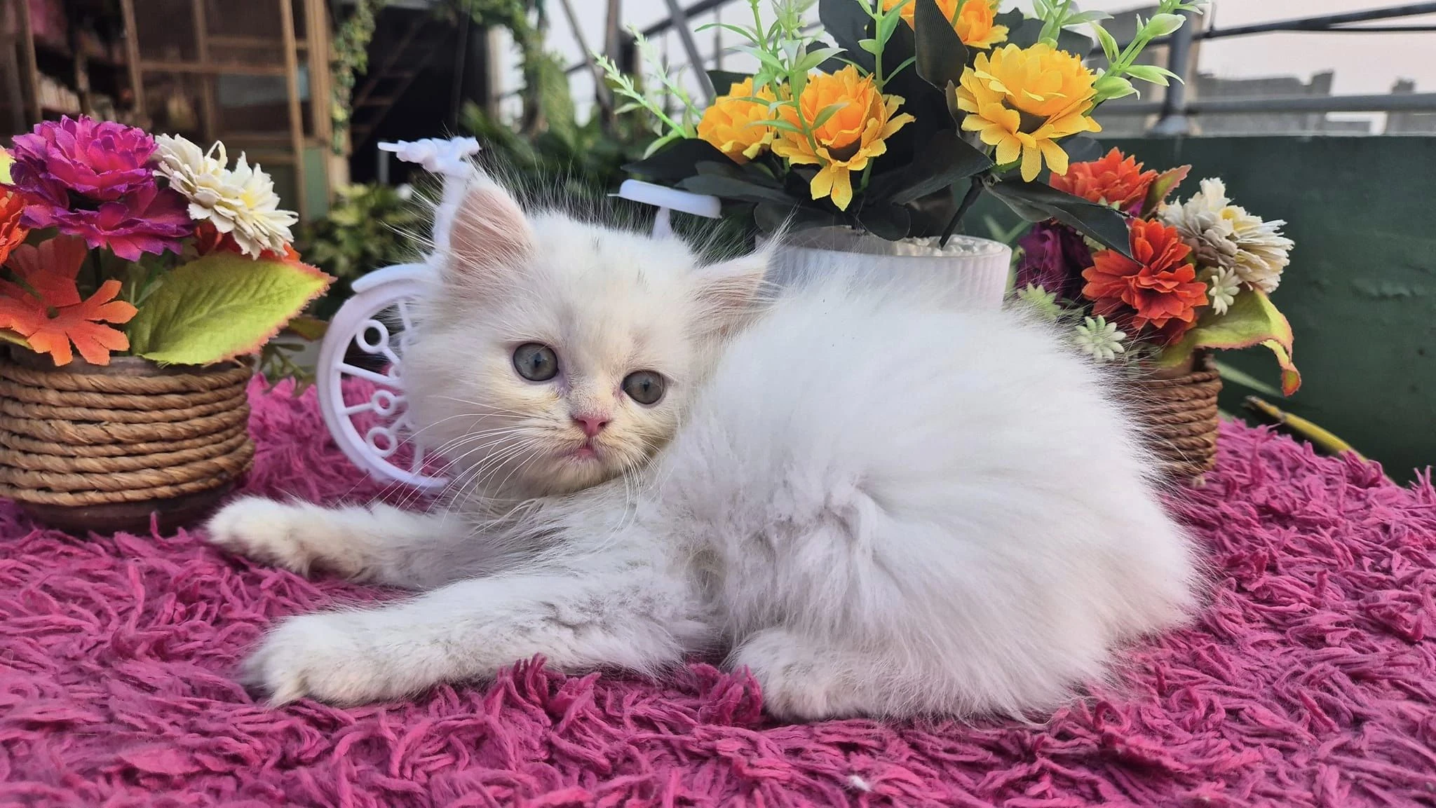 pure persian kitten with triple coat-Image 2