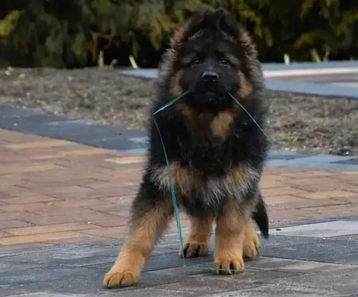 German shepherd pedigree microchipped long hair puppy available here-Image 1