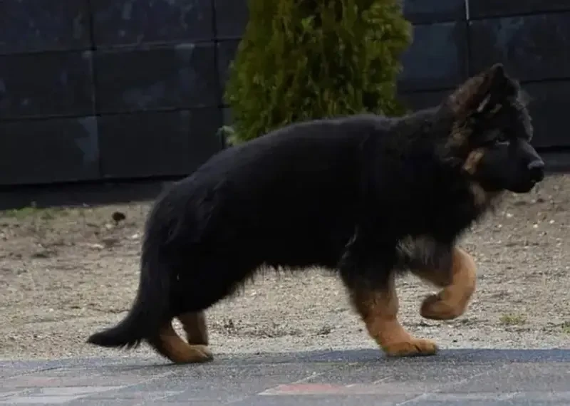 German shepherd pedigree microchipped long hair puppy available here-Image 2