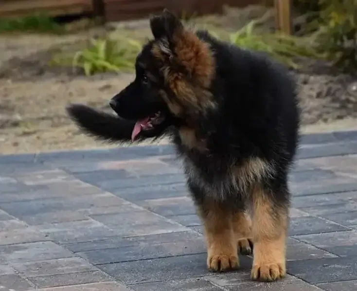 German shepherd pedigree microchipped long hair puppy available here-Image 3