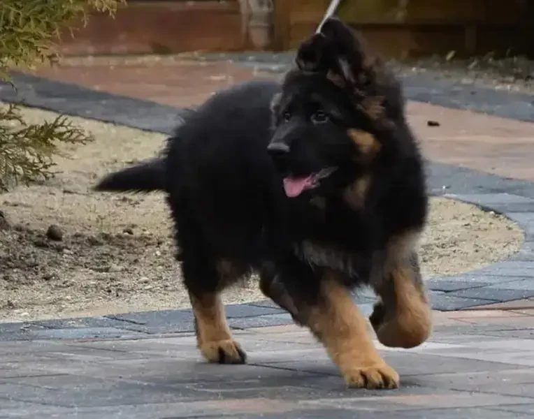 German shepherd pedigree microchipped long hair puppy available here-Image 4