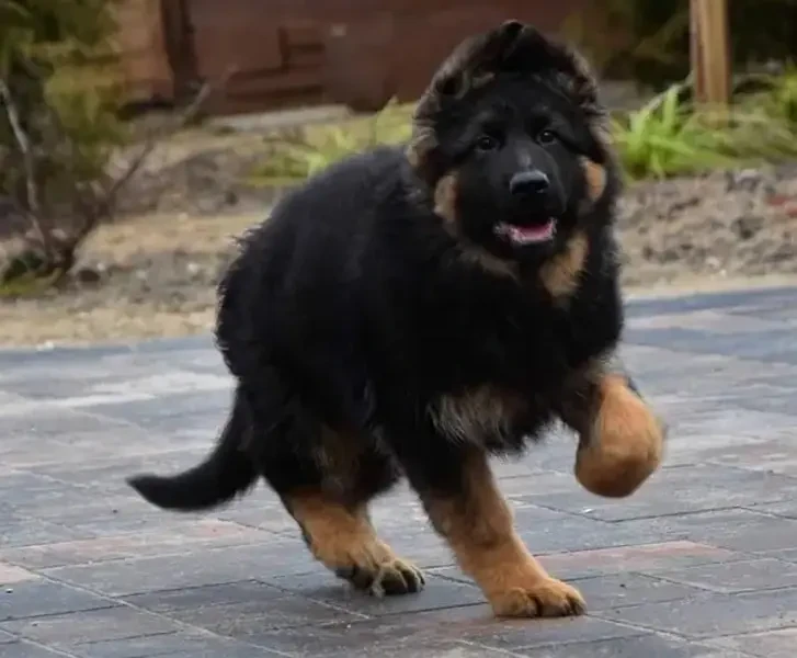 German shepherd pedigree microchipped long hair puppy available here-Image 5