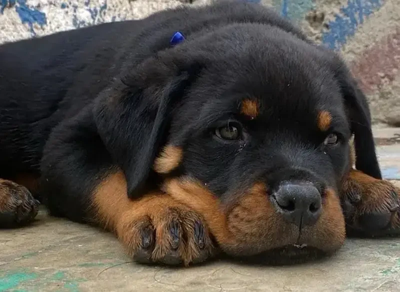 Rottweiler pedigree microchipped puppies are available for sale-Image 1