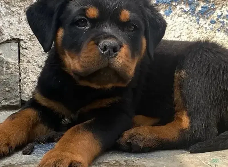 Rottweiler pedigree microchipped puppies are available for sale-Image 3