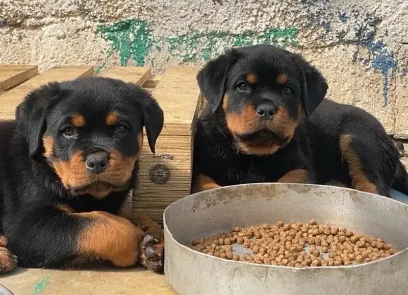 Rottweiler pedigree microchipped puppies are available for sale-Image 4