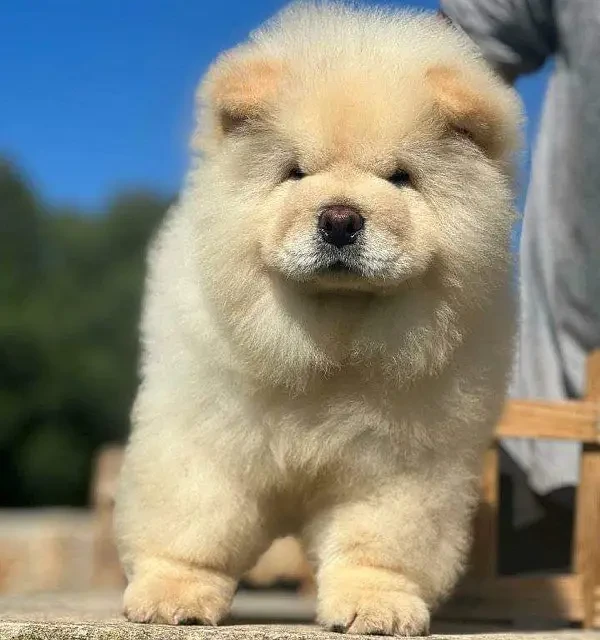 Chow chow pedigree microchipped puppy available for sale-Image 2