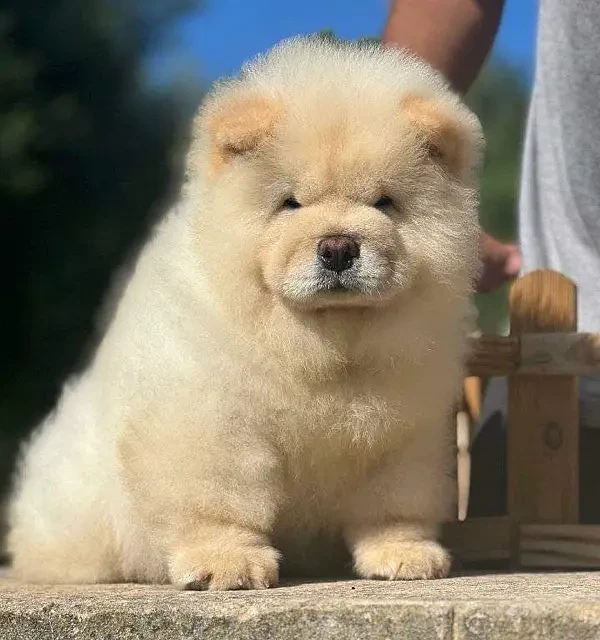 Chow chow pedigree microchipped puppy available for sale-Image 4