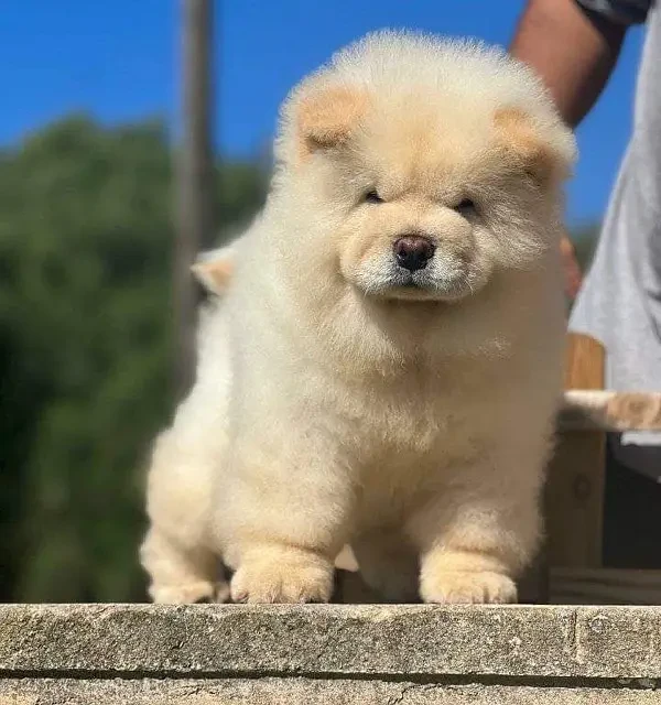 Chow chow pedigree microchipped puppy available for sale