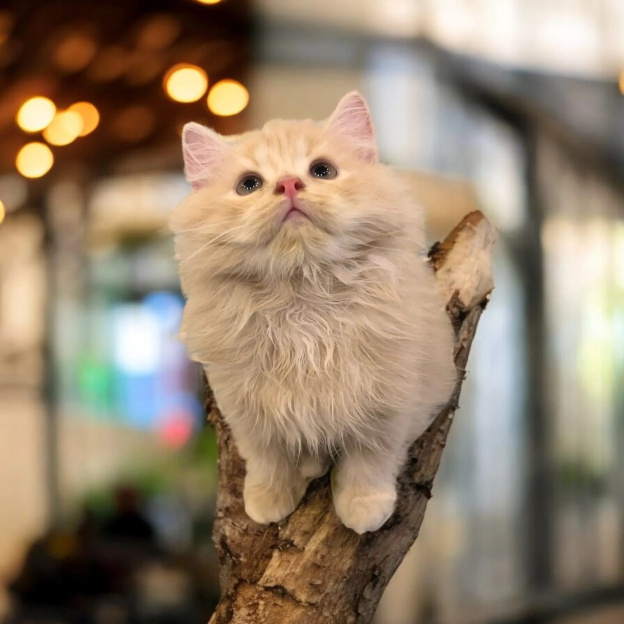 pure persian kitten-Image 1