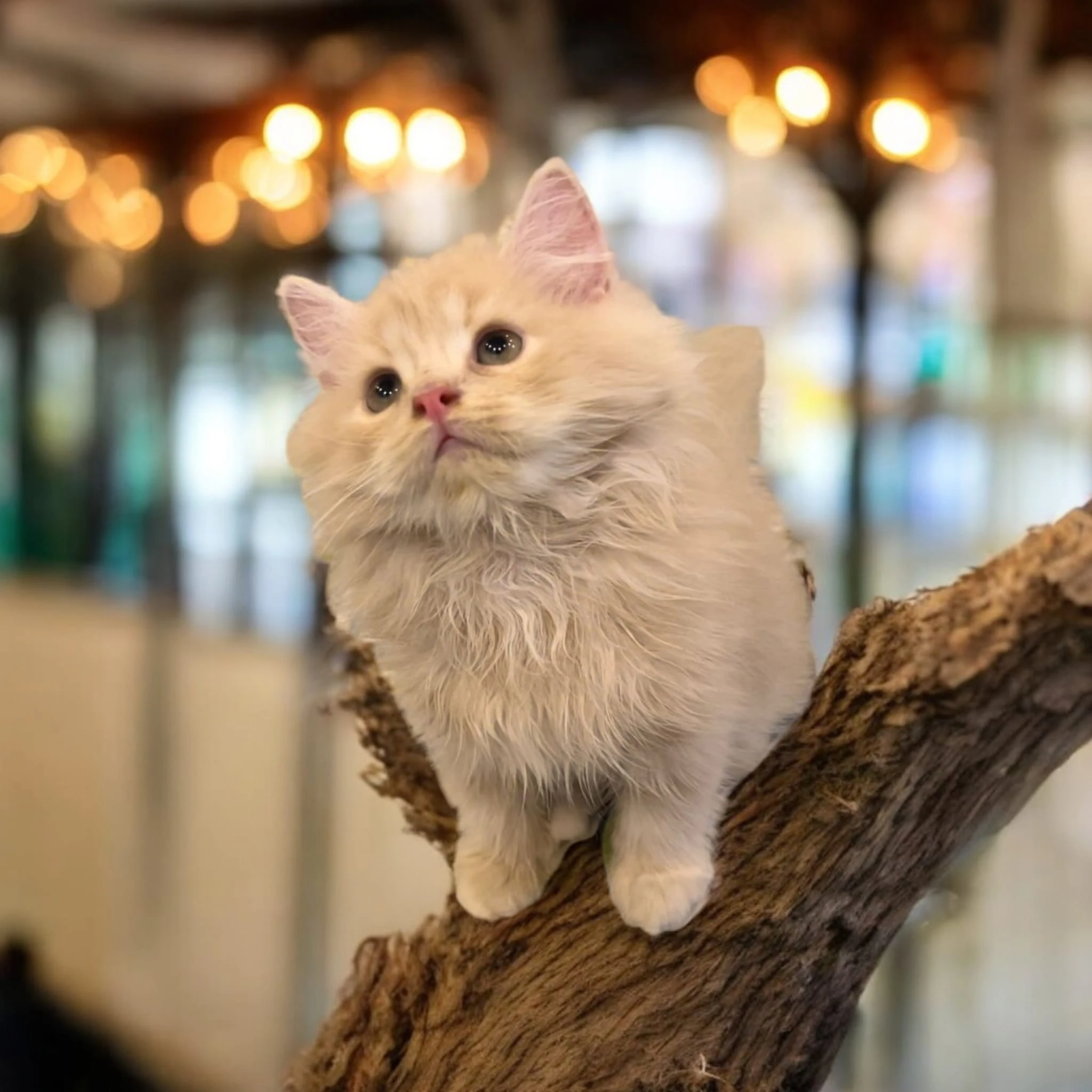 pure persian kitten-Image 2