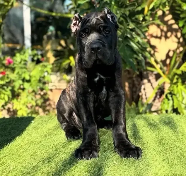 Cane corso pedigree microchipped imported puppy available for sale-Image 3