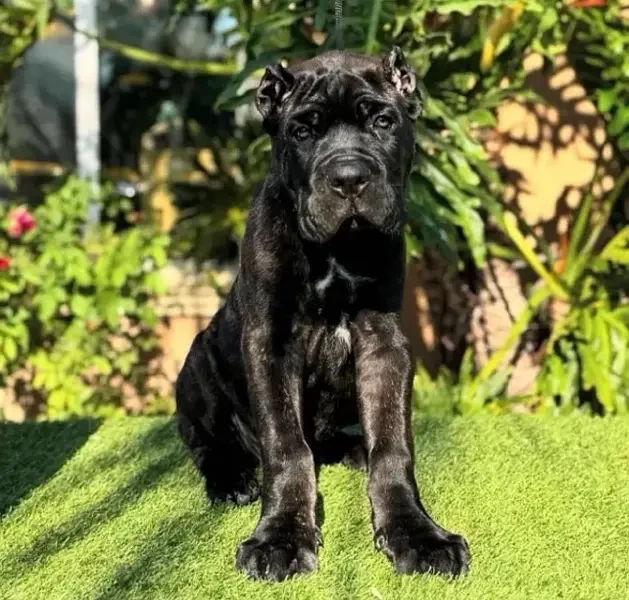 Cane corso pedigree microchipped imported puppy available for sale-Image 4