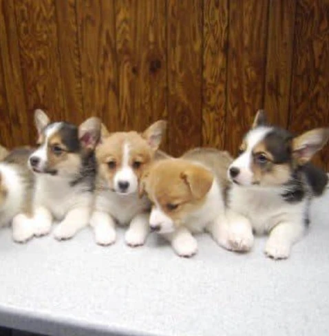 Corgi puppies available-Image 2