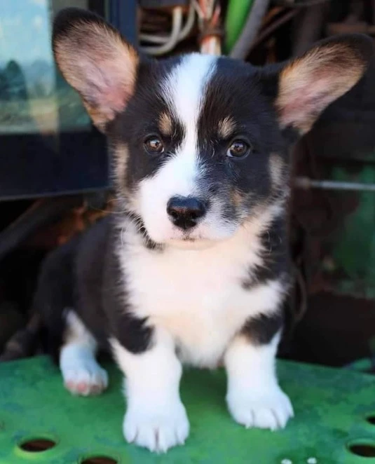 Corgi puppies available-Image 3