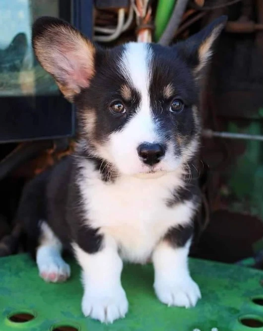 Corgi puppies available-Image 4