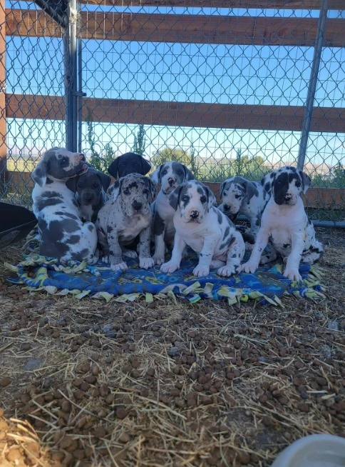 Great dane puppies available-Image 1