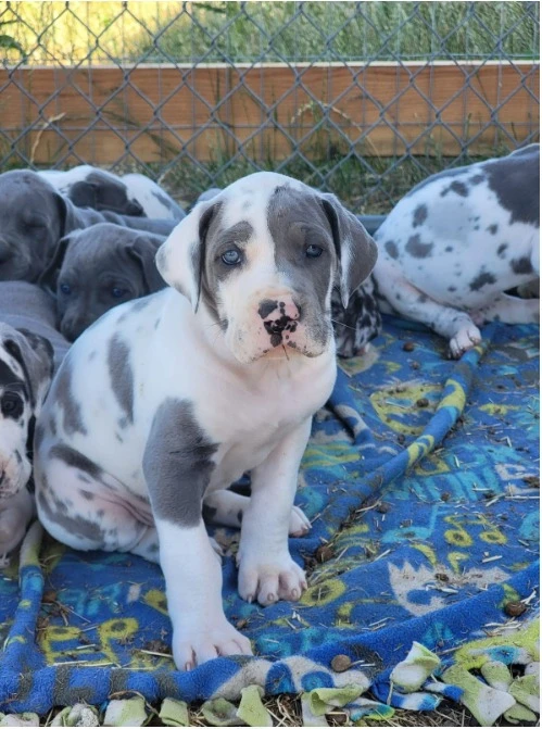 Great dane puppies available-Image 2