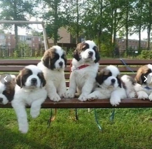 St Bernard pups available for import-Image 1