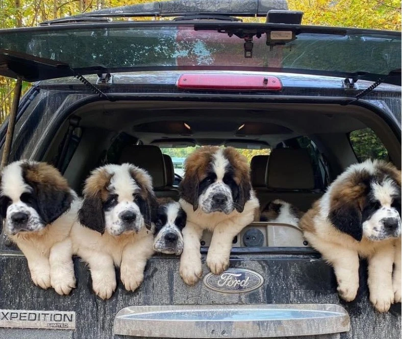 St Bernard pups available for import-Image 2