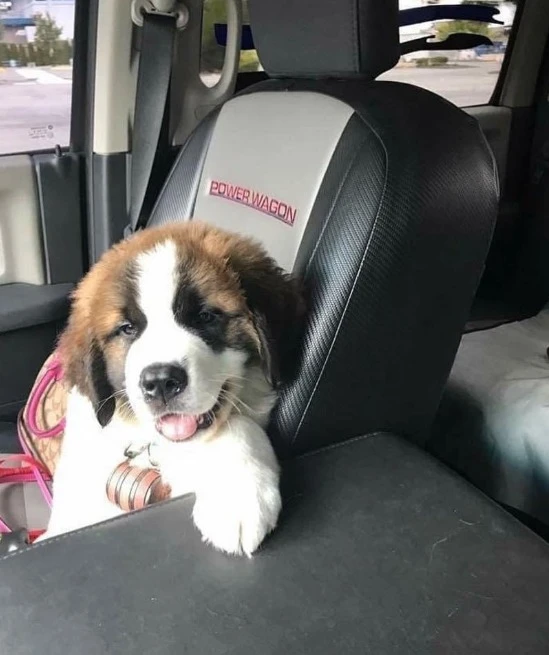 St Bernard pups available for import-Image 3