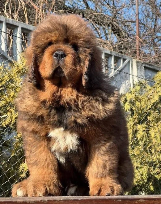 Tibetan mastiff available for import-Image 1