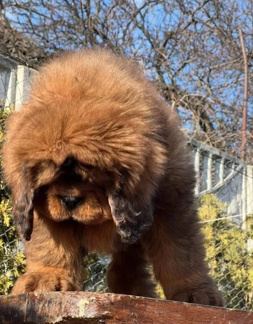 Tibetan mastiff available for import-Image 2